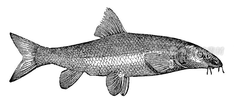 普通的带刺鱼(Barbus Barbus) - 19世纪